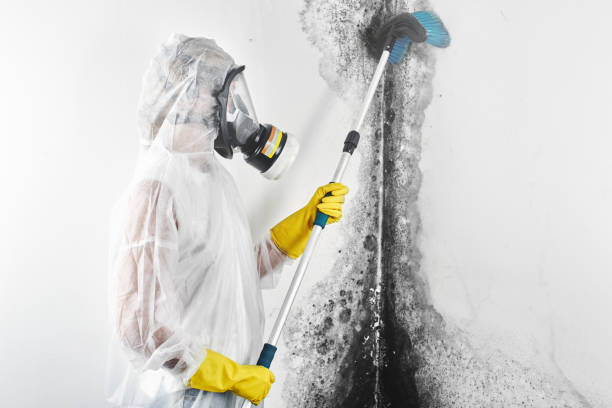  Jacksonville, FL Mold Removal Pros